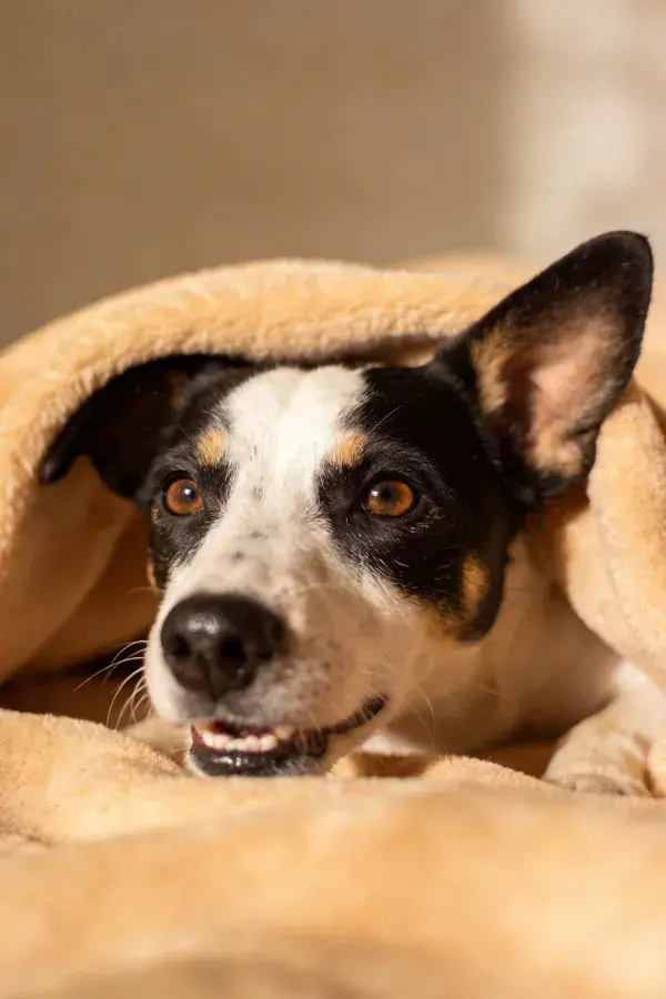 静卧包裹中的三色短毛混种犬