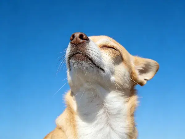 清新蓝天背景下的小型混种犬特写