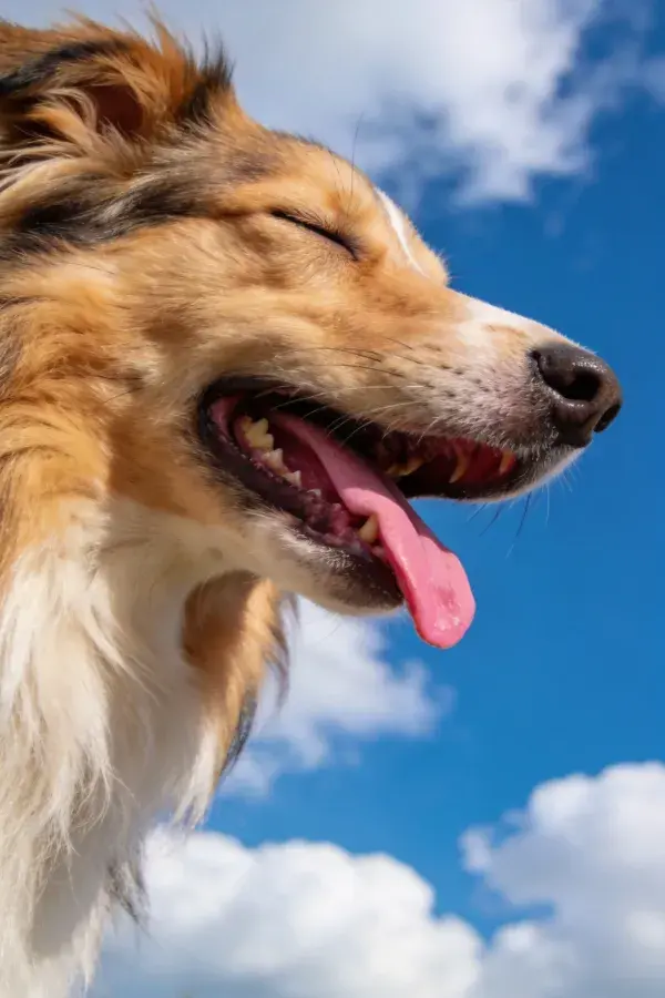 设得兰牧羊犬侧面特写于蓝天背景下