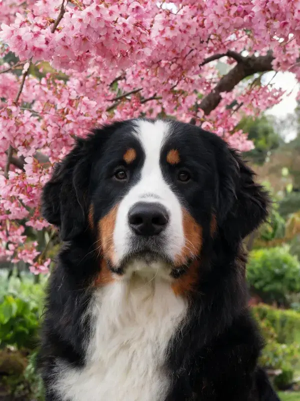 樱花树下伯恩山犬特写