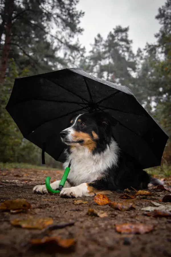 森林雨景中黑棕白三色边境牧羊犬特写
