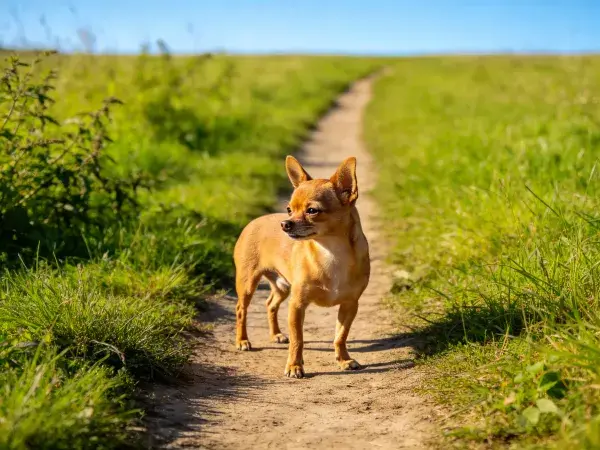 绿野小径上的吉娃娃犬