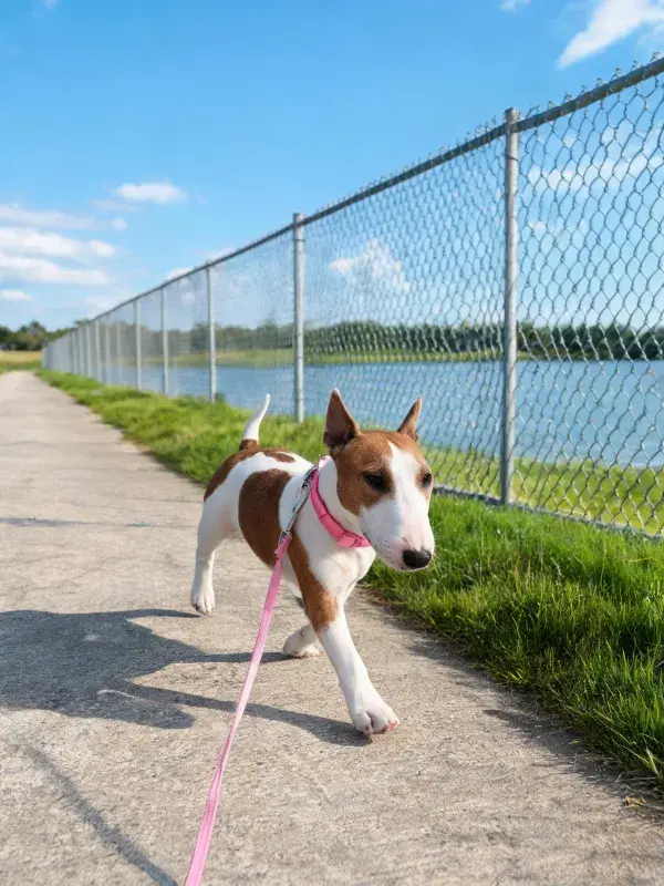 链式围栏旁步道上的牛头梗幼犬