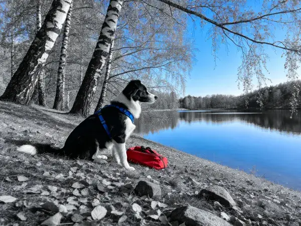 边境牧羊犬湖滨休憩特写