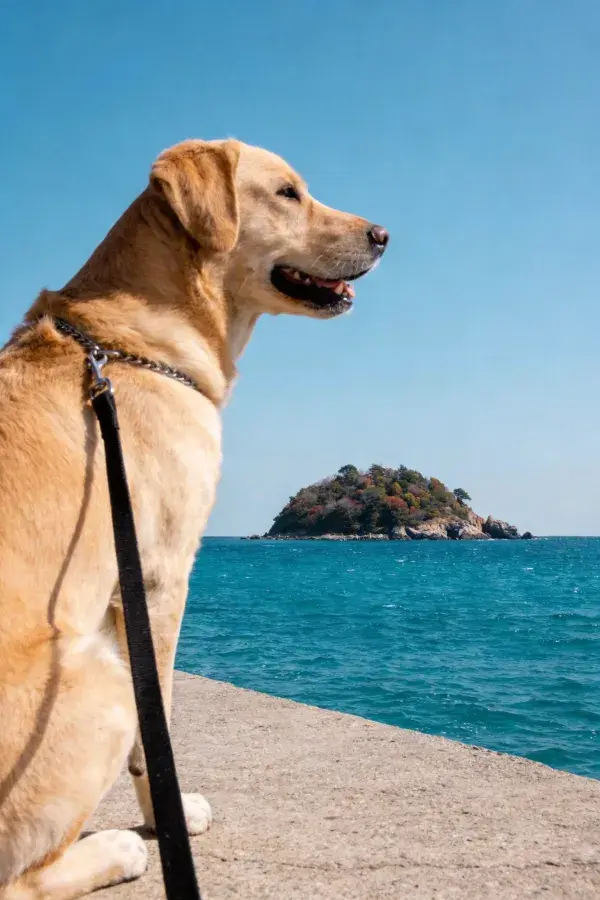 海边码头上的黄色拉布拉多犬