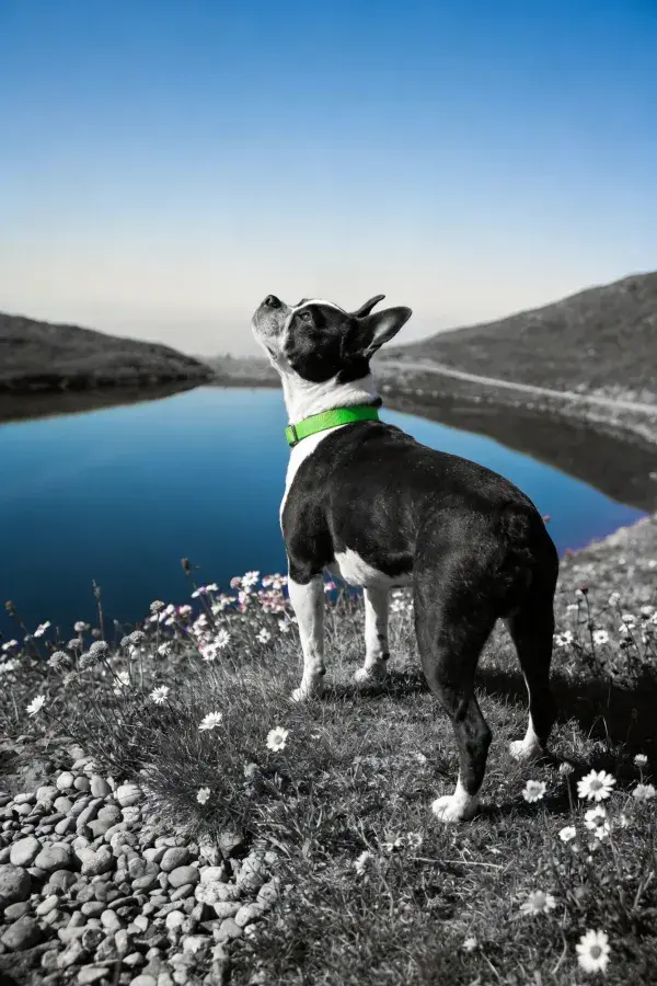 波士顿梗犬抬头凝视水域场景