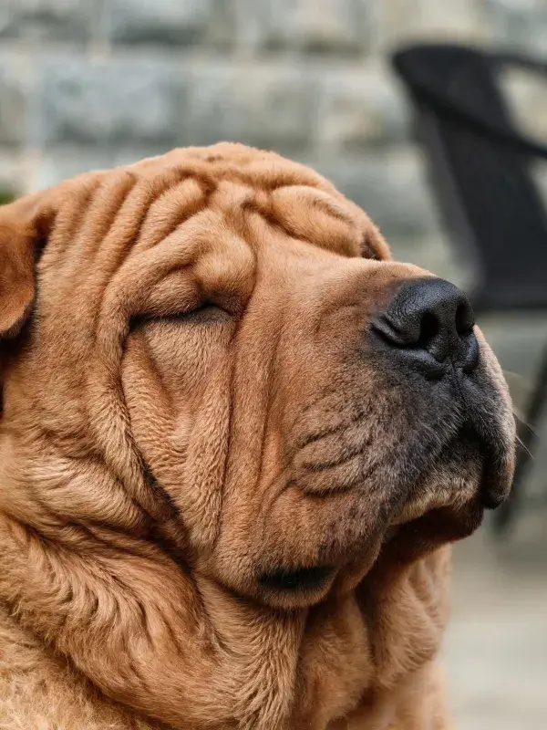 石墙旁闭眼休憩的中国沙皮犬