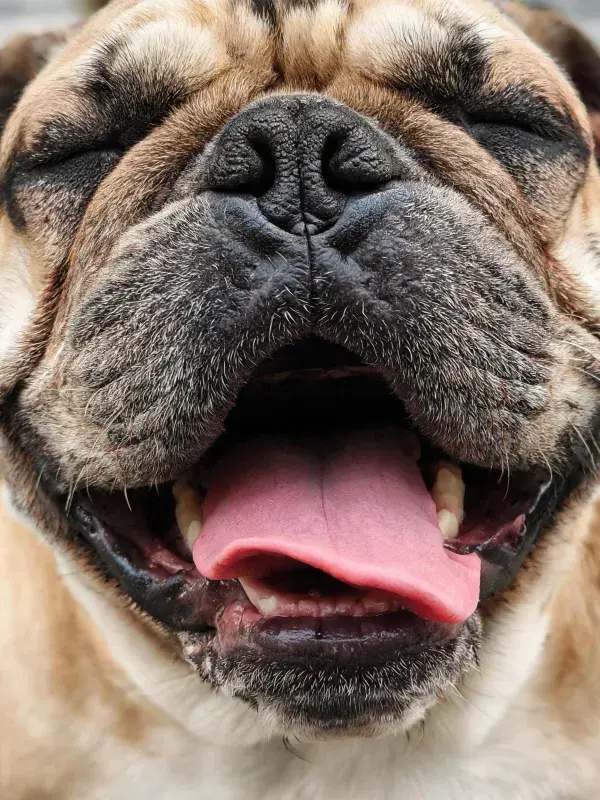 英国斗牛犬张嘴吐舌的特写画面
