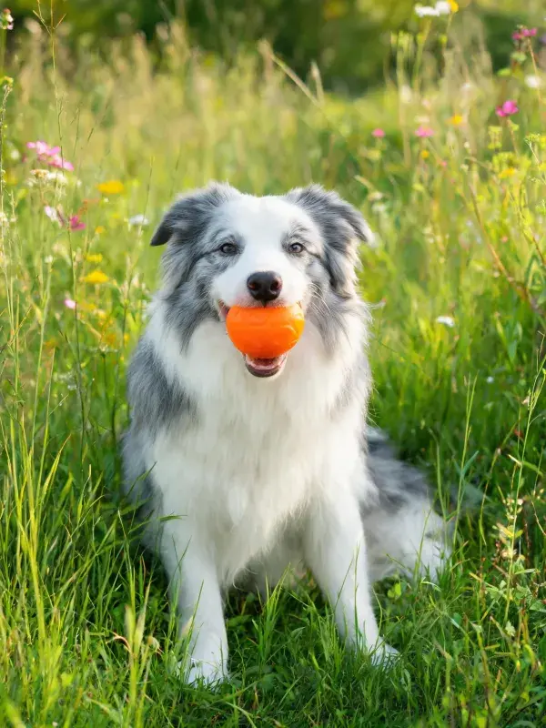 边境牧羊犬草地持橙色玩具特写