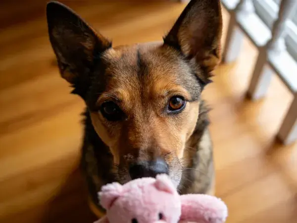 德国牧羊犬叼粉色玩偶特写