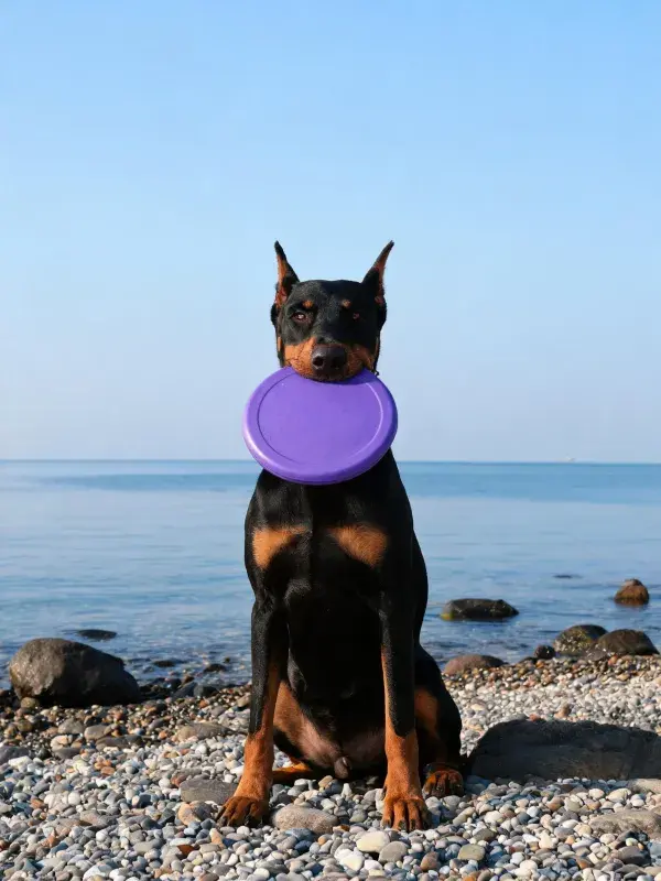 海滩上持紫色飞盘的杜宾犬