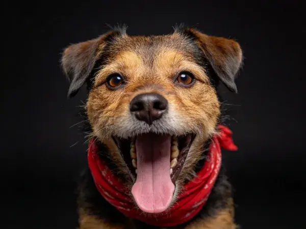近距离拍摄一只戴着红色围巾的混种犬