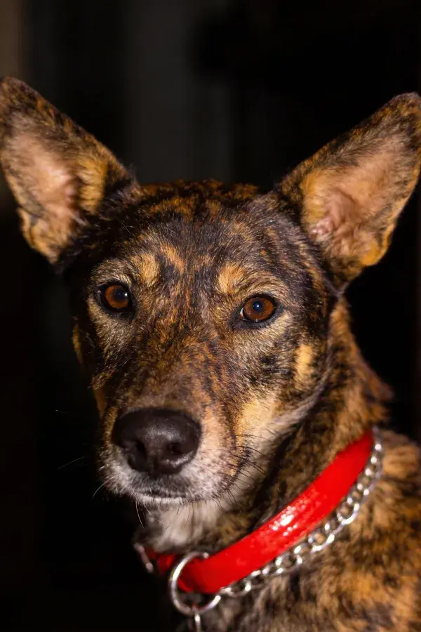 黑暗背景下斑纹混血犬特写镜头