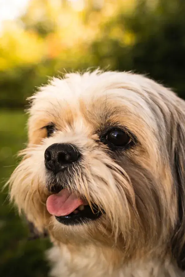 户外绿植背景下的拉萨犬特写