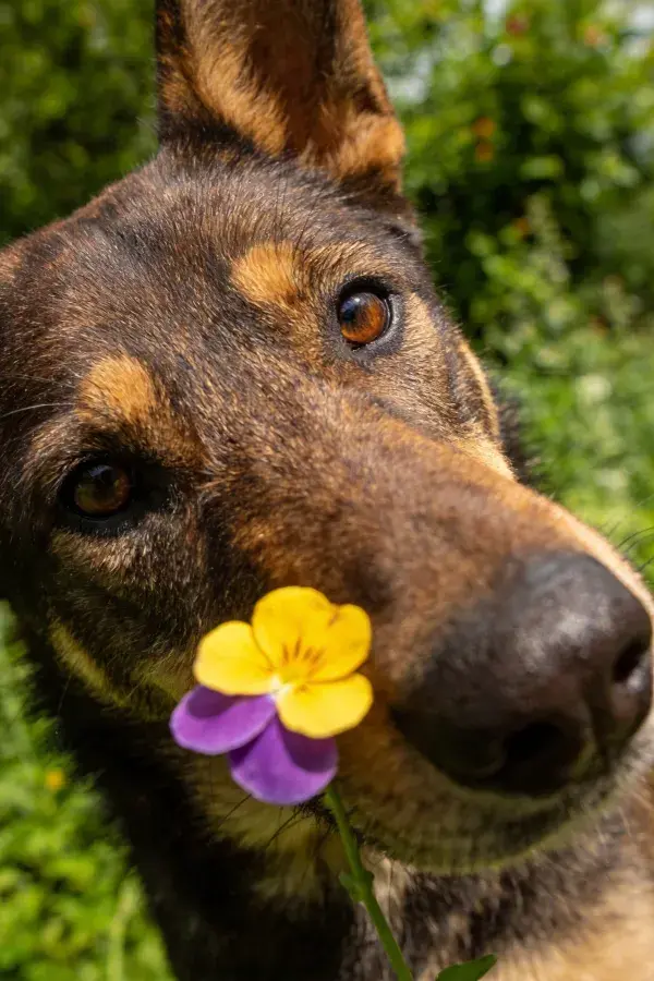 草地环境中黑棕德牧犬与彩花互动