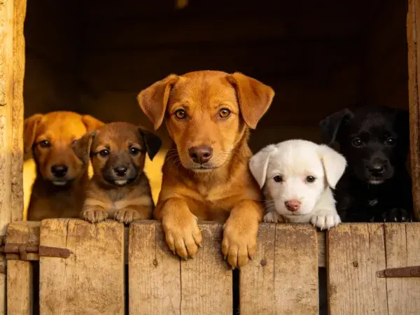 木栅栏后的短毛家犬群像