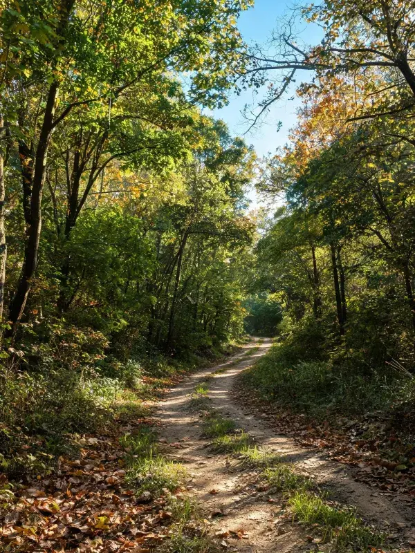 阳光洒落的林间土路景观