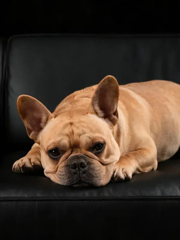 黑色沙发上的法国斗牛犬
