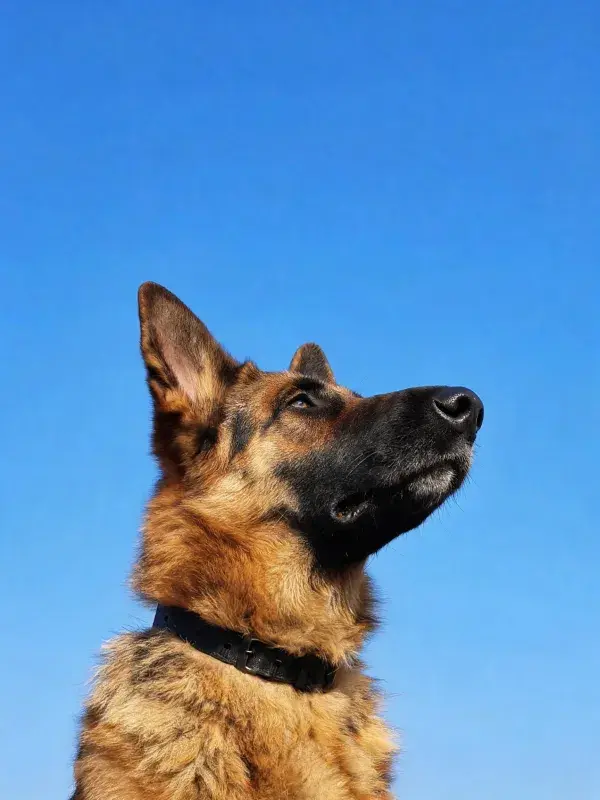 德国牧羊犬蓝天背景下的写