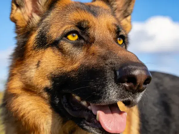 德国牧羊犬面部特写镜头