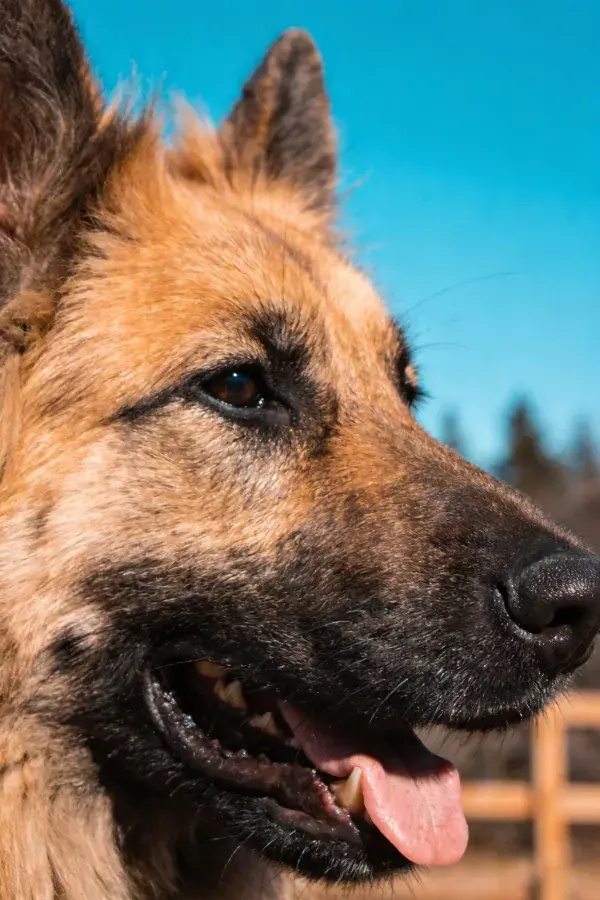 特写镜头下德牧犬的面部细节