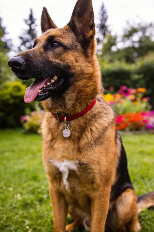 德国牧羊犬花园特写镜头