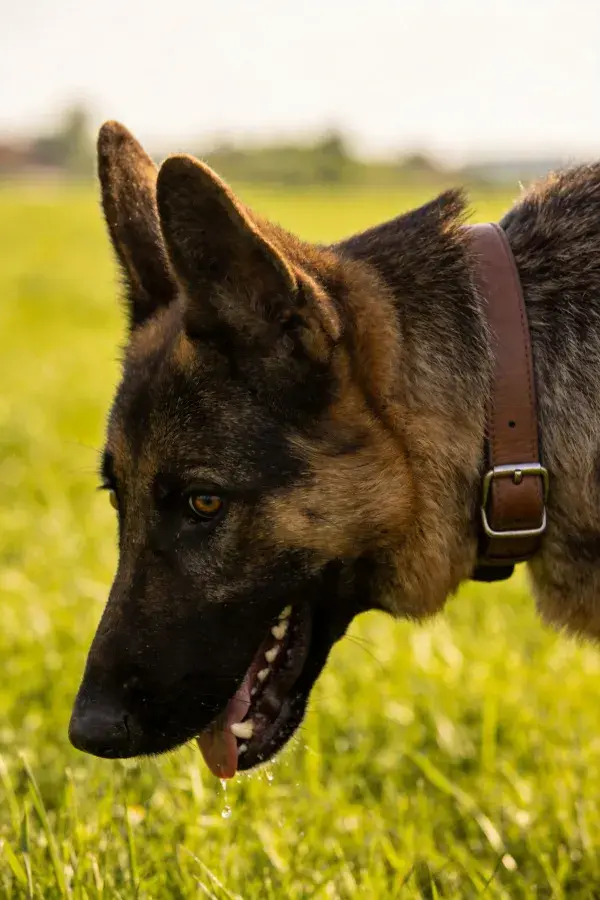 德国牧羊犬草地低嗅瞬间