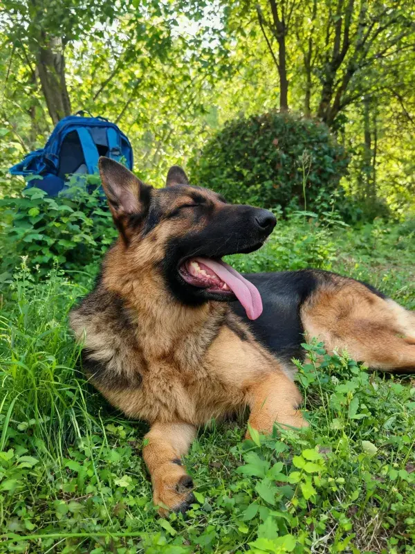 森林边缘草地上的德国牧羊犬