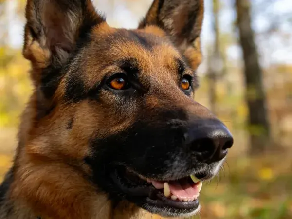 德国牧羊犬凝视秋林瞬间