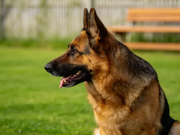德国牧羊犬毛发质感特写