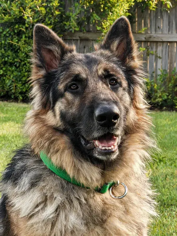 草地围栏旁的德国牧羊犬