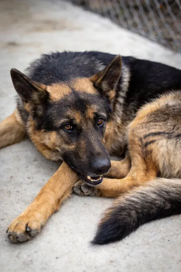 德国牧羊犬于水泥地面休息