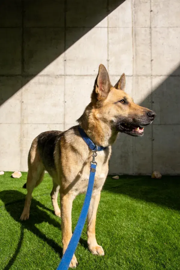 阳光照射下的人造草坪上的德国牧羊犬