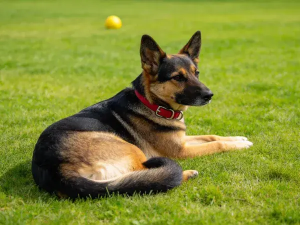 草地上的德国牧羊犬姿态