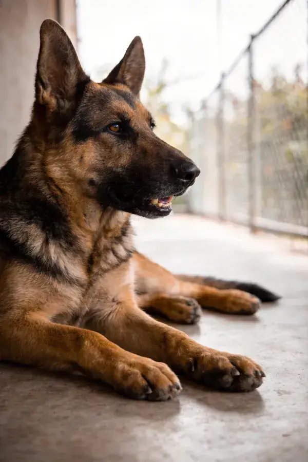德国牧羊犬于户外水泥地休憩场景