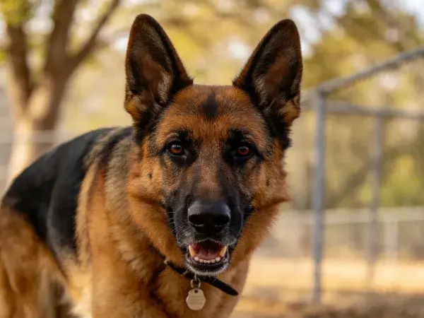 德国牧羊犬特写展现皮毛质感