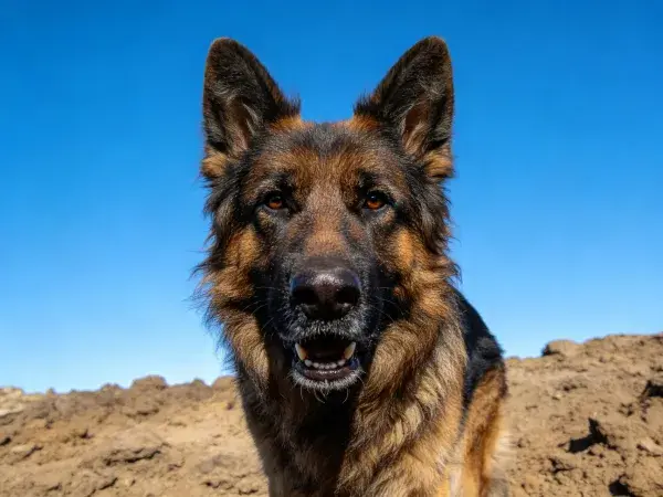 户外岩石场地中德国牧羊犬特写