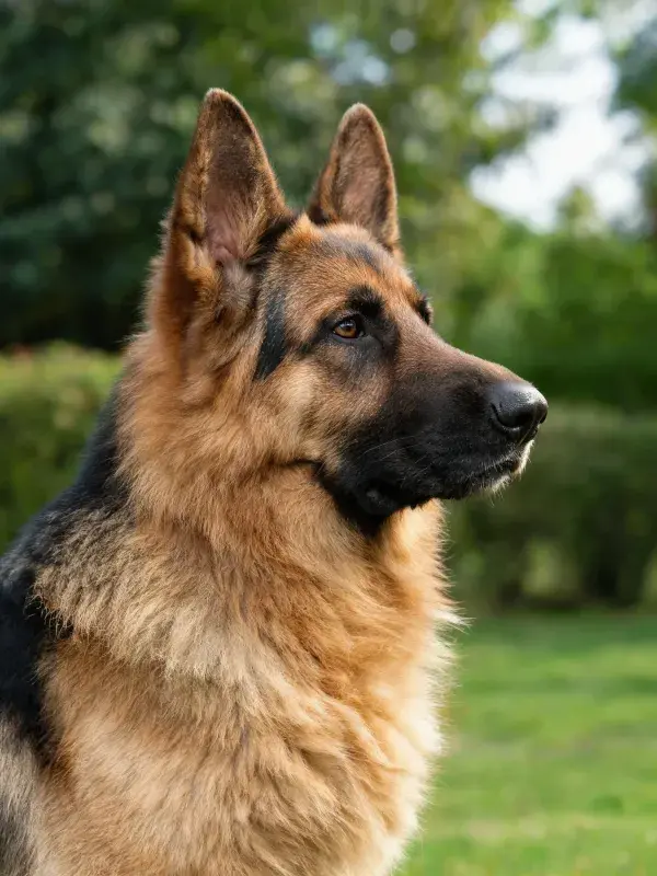 德国牧羊犬侧面特写展现毛发纹理