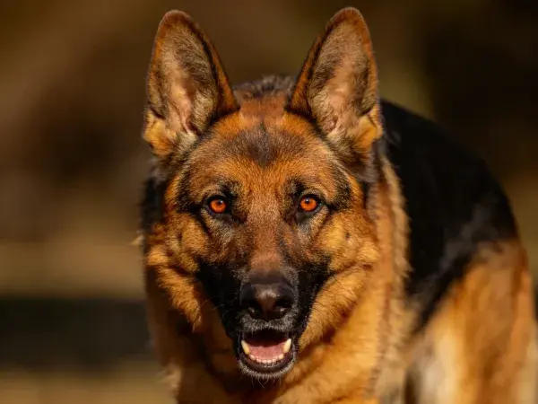 特写展现德国牧羊犬的皮毛与神态
