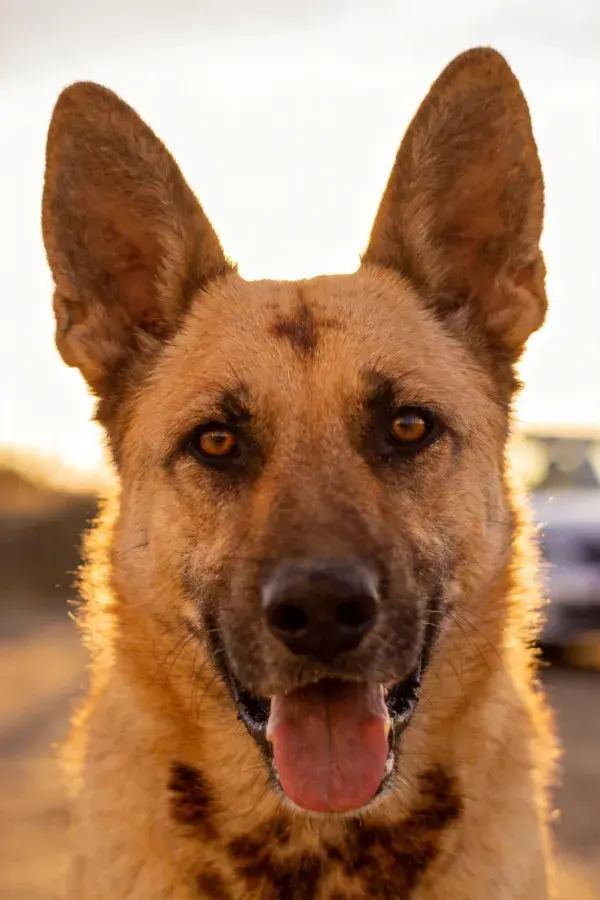 德国牧羊犬凝视镜头张口