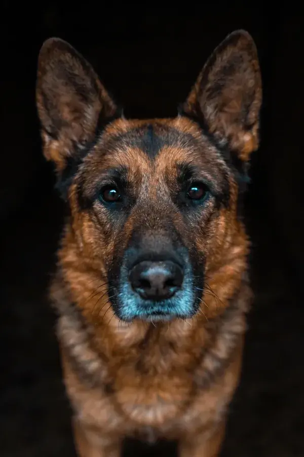 德国牧羊犬正面凝视特写