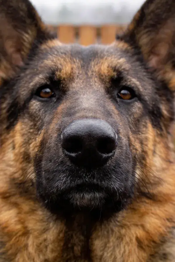 德国牧羊犬面部特写镜头