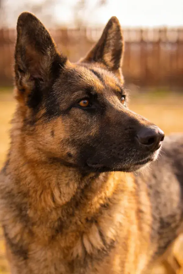 户外围栏旁的德国牧羊犬特写画面