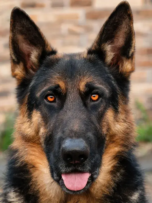 德国牧羊犬注视镜头瞬间