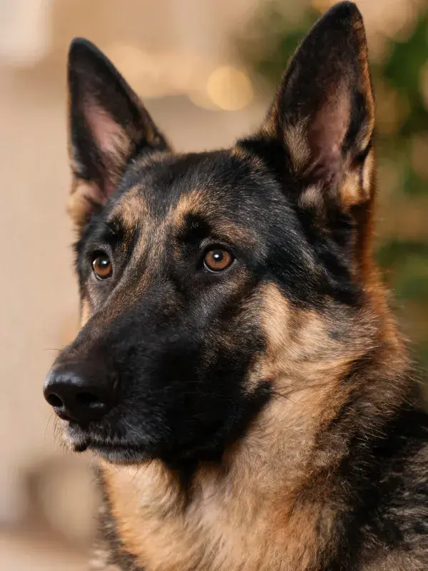 德国牧羊犬头部特写展现皮毛纹理