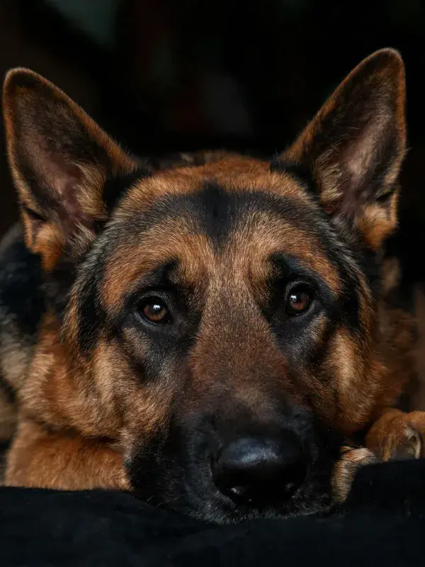 德国牧羊犬安静凝视特写