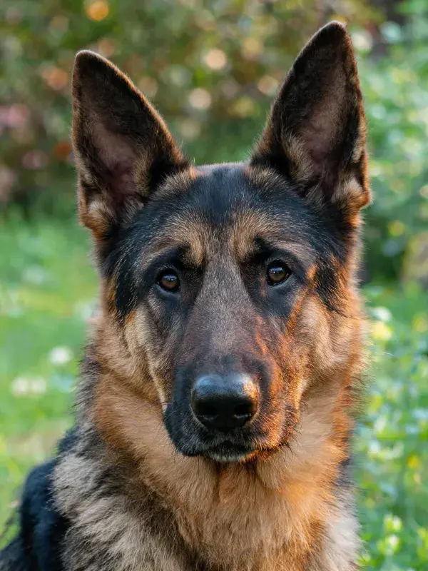 德国牧羊犬特写展现毛发质感