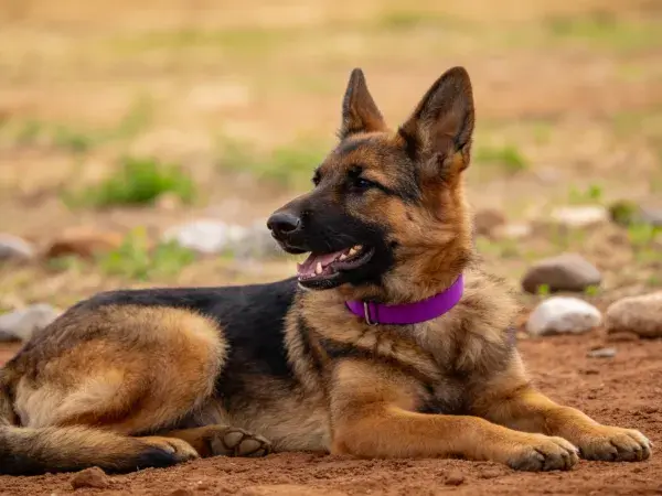 户外红土地上的德国牧羊犬