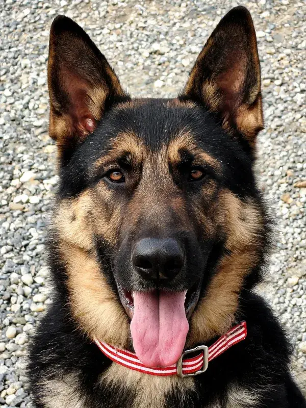 德牧犬头部特写展现皮毛纹理