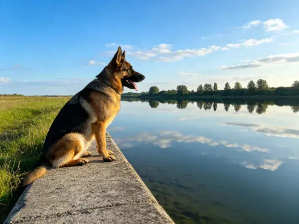 湖边石堤上的德国牧羊犬